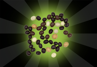 Chocolate Covered Coffee Beans