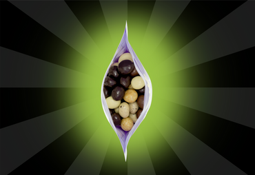 Chocolate Covered Coffee Beans